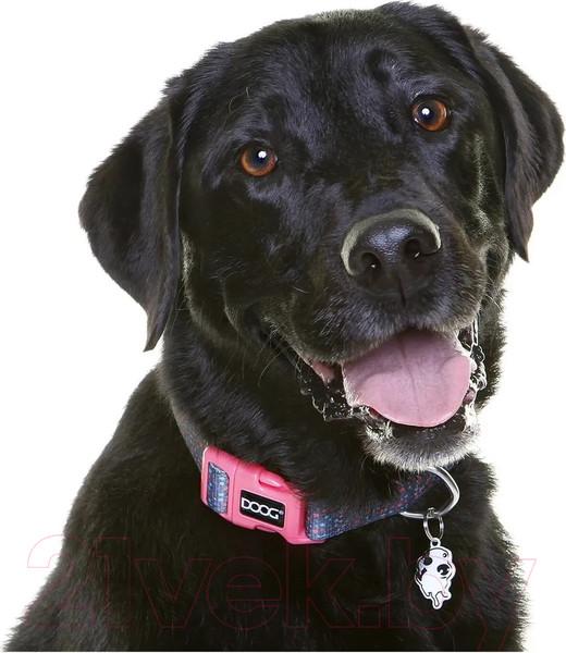 Изображение товара Ошейник DOOG Marley / COLN2-S (синий в крапинку)