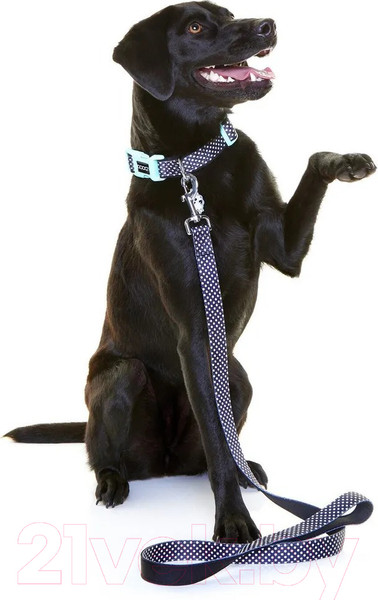 Изображение товара Ошейник DOOG Pongo / COLN3-S (черный в белую крапинку)