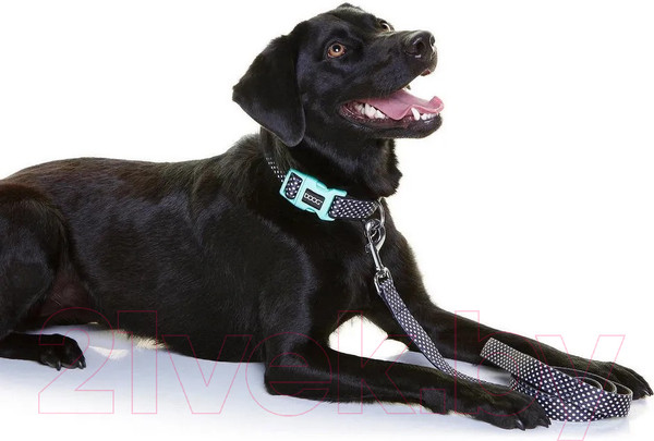 Изображение товара Ошейник DOOG Pongo / COLN3-S (черный в белую крапинку)