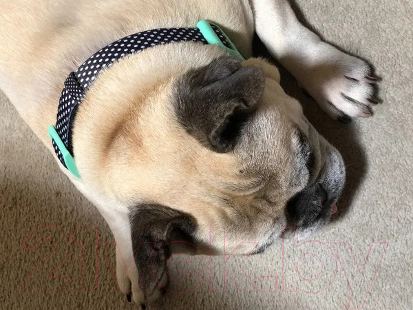 Изображение товара Ошейник DOOG Pongo / COLN3-S (черный в белую крапинку)