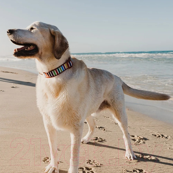 Изображение товара Ошейник DOOG Pongo / COLN3-S (черный в белую крапинку)