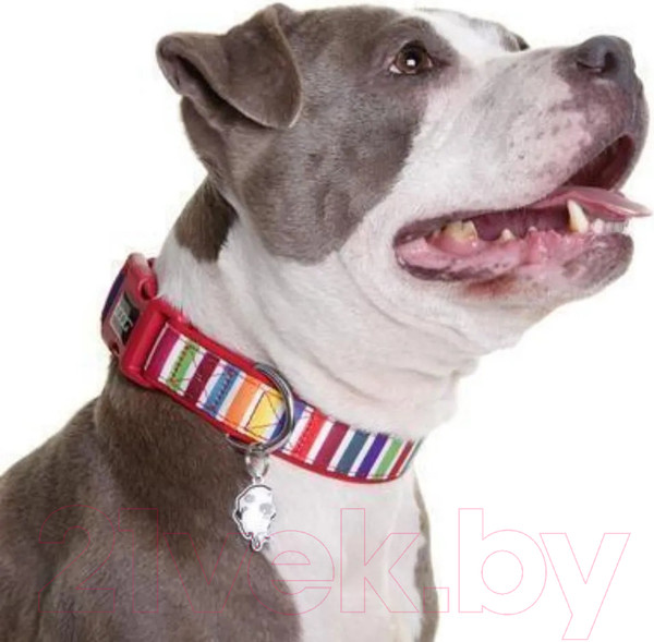 Изображение товара Ошейник DOOG Scooby / COLMCS-M (красный)