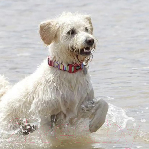 Изображение товара Ошейник DOOG Scooby / COLMCS-M (красный)