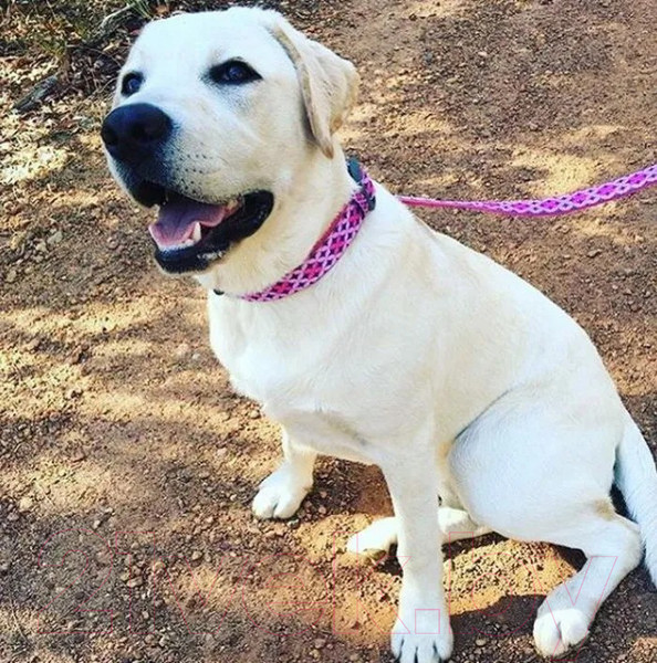 Изображение товара Ошейник DOOG Toto / COLPBS-L (розовый с узором)