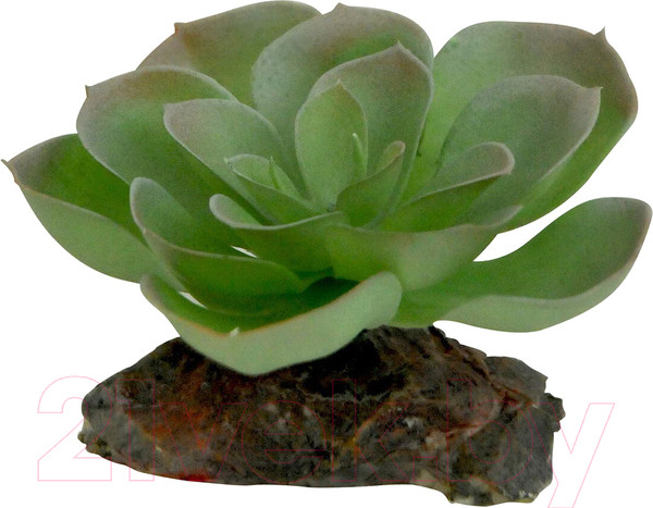 Изображение товара Декорация для террариума Lucky Reptile Echeveria / IF-83 (зеленый/красный)