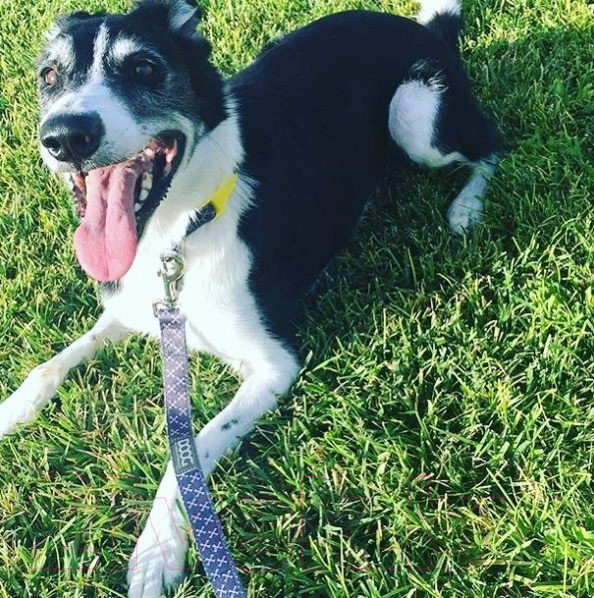 Изображение товара Поводок DOOG Odie / LEADGYC-S (серый/желтый)