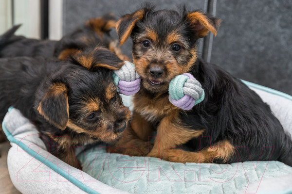 Изображение товара Игрушка для собак Trixie Гантели 32811