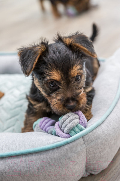 Изображение товара Игрушка для собак Trixie Гантели 32811