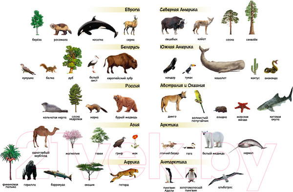 Изображение товара Атлас Белкартография Растения и животные мира 3D (с наклейками)