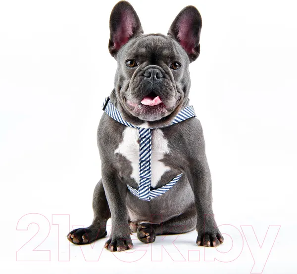 Изображение товара Шлея Puppia Bobby X / PARA-HX1523-NC-L (синий камуфляж)