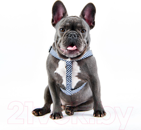 Изображение товара Шлея Puppia Bobby X / PARA-HX1523-NC-S (синий камуфляж)