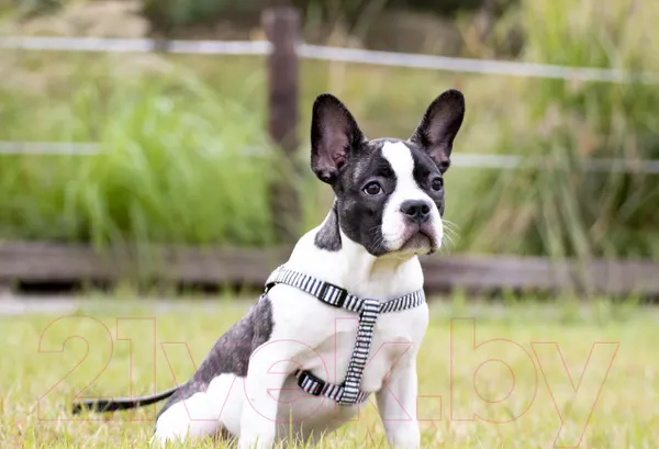 Изображение товара Шлея Puppia Bobby X / PARA-HX1523-SN-M (синий в полоску)