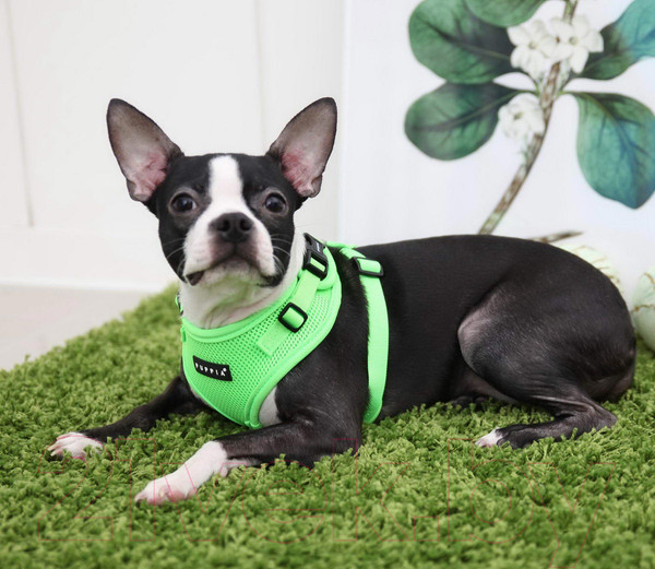 Изображение товара Шлея-жилетка для животных Puppia Neon Soft / PAQA-AC1430-GR-L (салатовый)