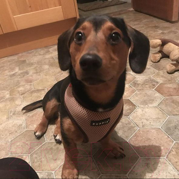 Изображение товара Шлея-жилетка для животных Puppia Soft Vest / PAHA-AH305-BE-XL (бежевый)