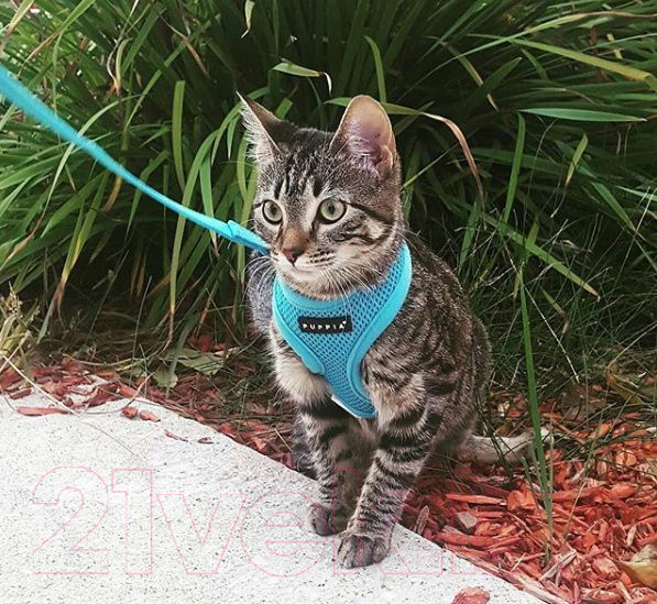 Изображение товара Шлея-жилетка для животных Puppia Soft Vest / PAHA-AH305-SB-XS (голубой)