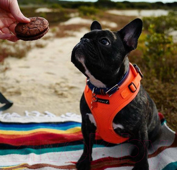 Изображение товара Шлея-жилетка для животных Puppia Soft Vest / PAHA-AH305-OR-3L (оранжевый)