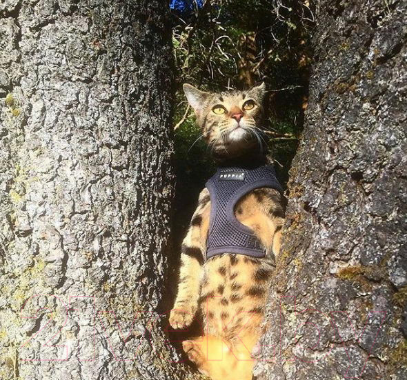 Изображение товара Шлея-жилетка для животных Puppia Soft Vest / PAHA-AH305-GY-L (серый)