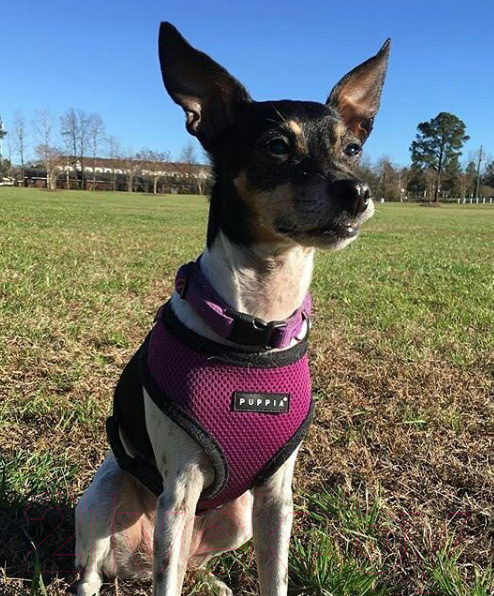 Изображение товара Шлея-жилетка для животных Puppia Soft Vest / PAHA-AH305-PU-XXL (фиолетовый)