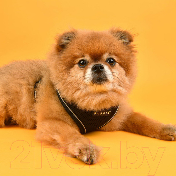 Изображение товара Шлея-жилетка для животных Puppia Soft / PAUA-HA1828-BK-L (черный/светоотражающий)