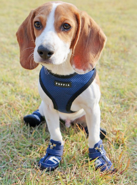Изображение товара Кеды для собак Puppia Hiker / PAMD-SH065-RB-XXL (синий)