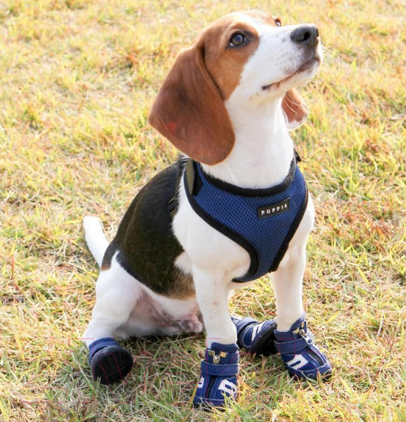 Изображение товара Кеды для собак Puppia Hiker / PAMD-SH065-RB-XXL (синий)
