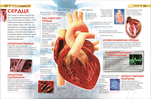 Изображение товара Энциклопедия Росмэн Тело человека. Детская энциклопедия
