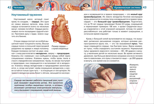 Изображение товара Энциклопедия Росмэн Человек