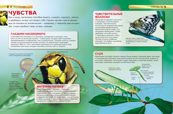 Изображение товара Энциклопедия Росмэн Насекомые. Детская энциклопедия
