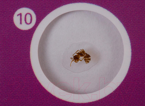 Изображение товара Набор микропрепаратов Levenhuk LabZZ C12 / 72868 (существа)