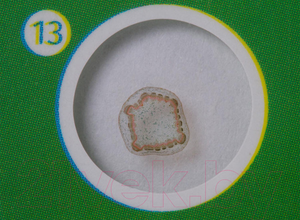 Изображение товара Набор микропрепаратов Levenhuk LabZZ P12 / 72869 (растения)