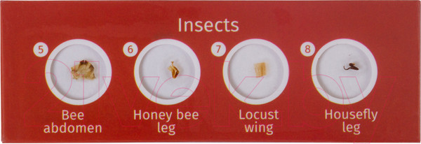 Изображение товара Набор микропрепаратов Levenhuk LabZZ CP24 / 72870 (существа и растения)