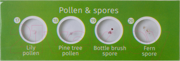 Изображение товара Набор микропрепаратов Levenhuk LabZZ CP24 / 72870 (существа и растения)