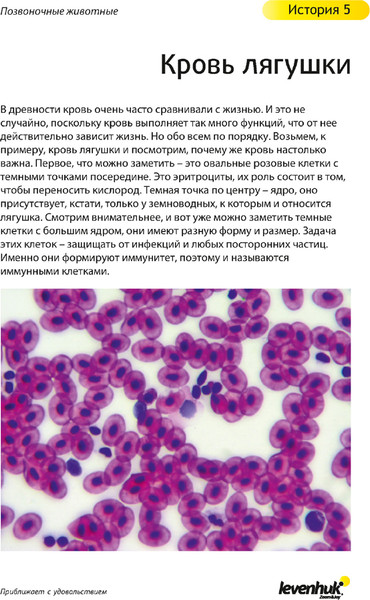Изображение товара Набор микропрепаратов Levenhuk N80 NG Увидеть все! / 29280
