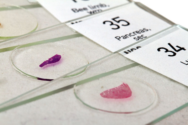 Изображение товара Набор микропрепаратов Levenhuk N80 NG Увидеть все! / 29280