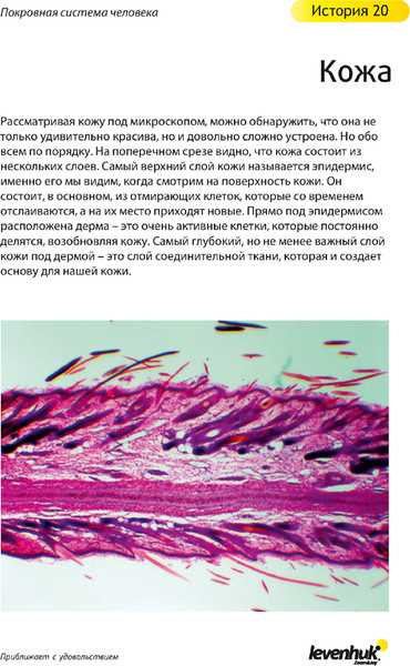 Изображение товара Набор микропрепаратов Levenhuk N80 NG Увидеть все! / 29280