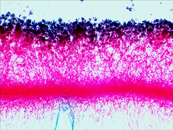 Изображение товара Набор микропрепаратов Levenhuk N80 NG Увидеть все! / 29280