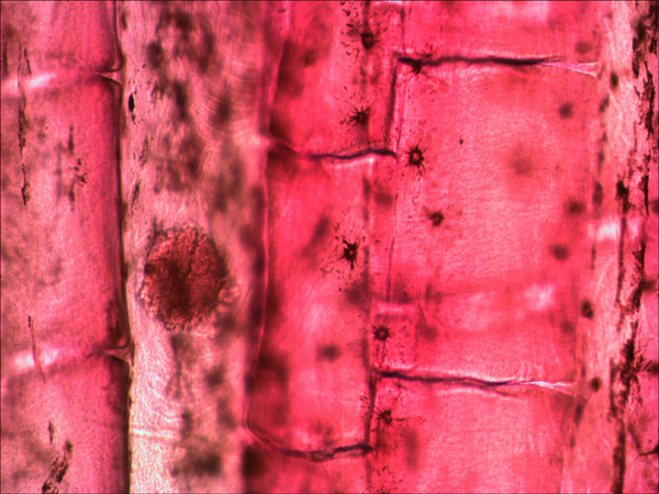 Изображение товара Набор микропрепаратов Levenhuk N80 NG Увидеть все! / 29280