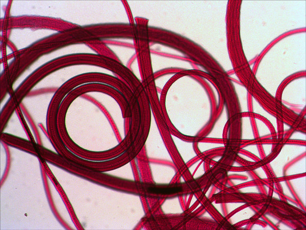 Изображение товара Набор микропрепаратов Levenhuk N80 NG Увидеть все! / 29280