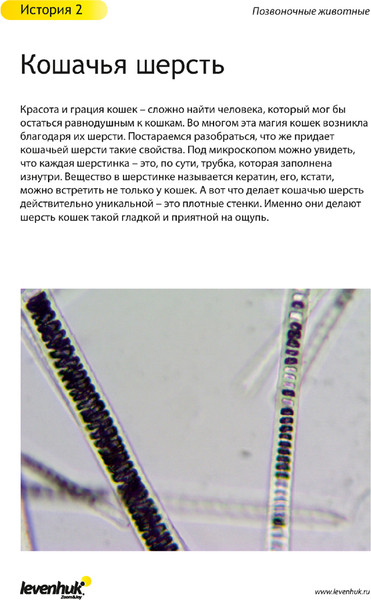 Изображение товара Набор микропрепаратов Levenhuk N80 NG Увидеть все! / 29280