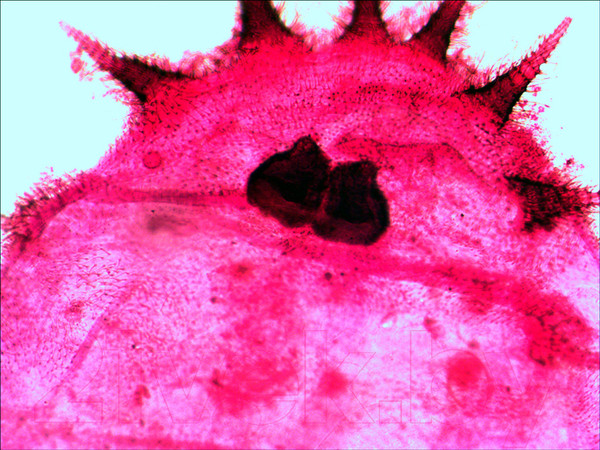 Изображение товара Набор микропрепаратов Levenhuk N20 NG / 29277