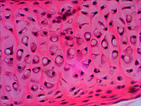 Изображение товара Набор микропрепаратов Levenhuk N20 NG / 29277