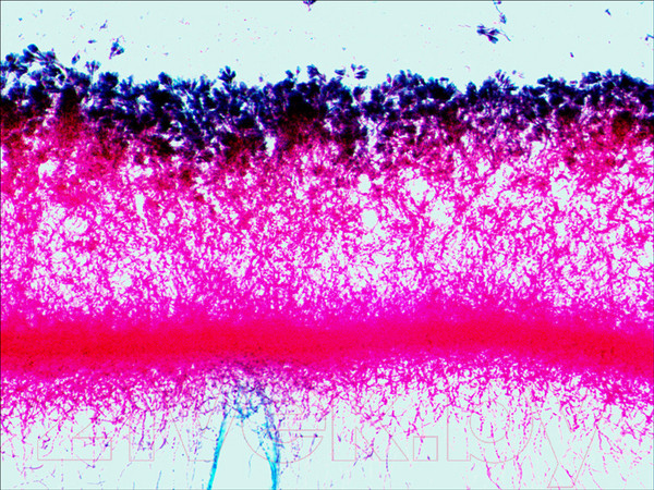 Изображение товара Набор микропрепаратов Levenhuk N38 NG / 29278