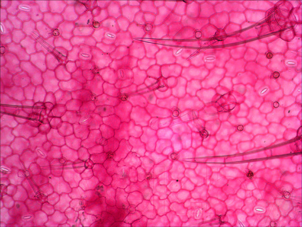 Изображение товара Набор микропрепаратов Levenhuk N38 NG / 29278