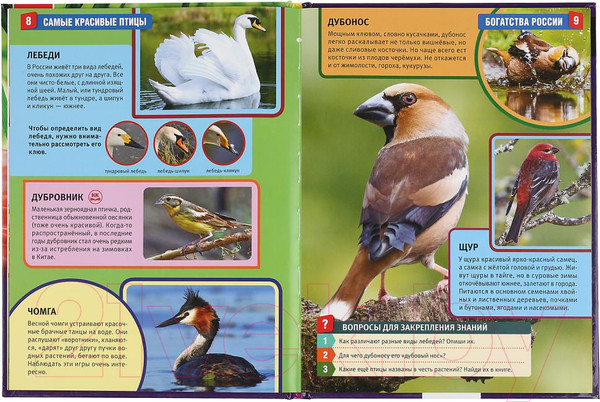 Изображение товара Энциклопедия Умка Самые красивые птицы