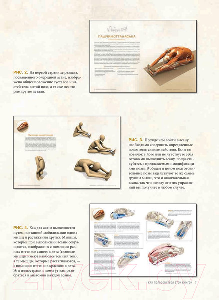 Изображение товара Книга Попурри Анатомия асан, раскрывающих бедра, и наклонов вперед (Лонг Р.)
