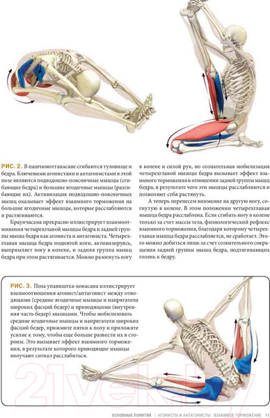 Изображение товара Книга Попурри Анатомия асан, раскрывающих бедра, и наклонов вперед (Лонг Р.)