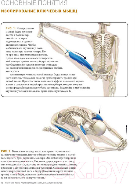 Изображение товара Книга Попурри Анатомия асан, раскрывающих бедра, и наклонов вперед (Лонг Р.)