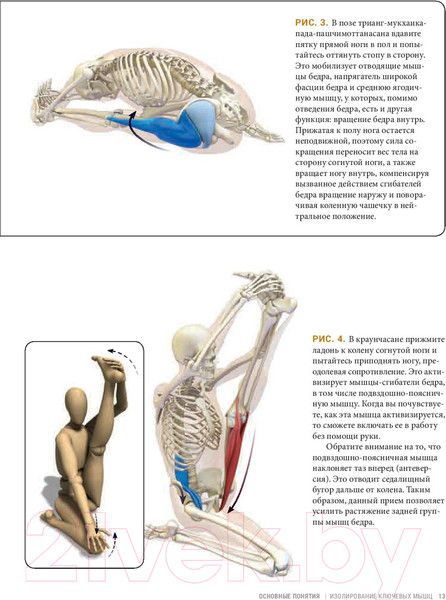 Изображение товара Книга Попурри Анатомия асан, раскрывающих бедра, и наклонов вперед (Лонг Р.)