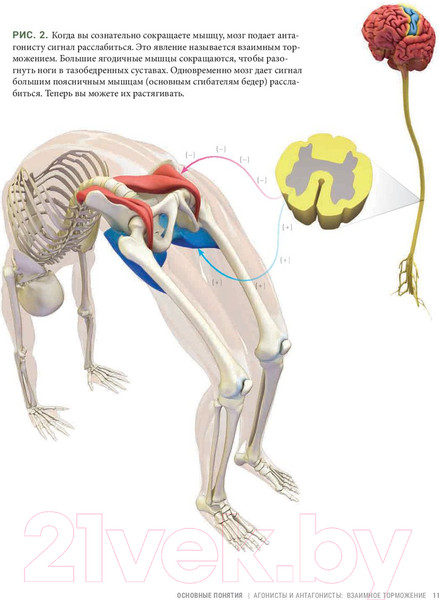 Изображение товара Книга Попурри Анатомия прогибаний и скручиваний (Лонг Р.)