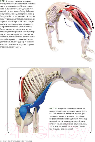 Изображение товара Книга Попурри Анатомия прогибаний и скручиваний (Лонг Р.)